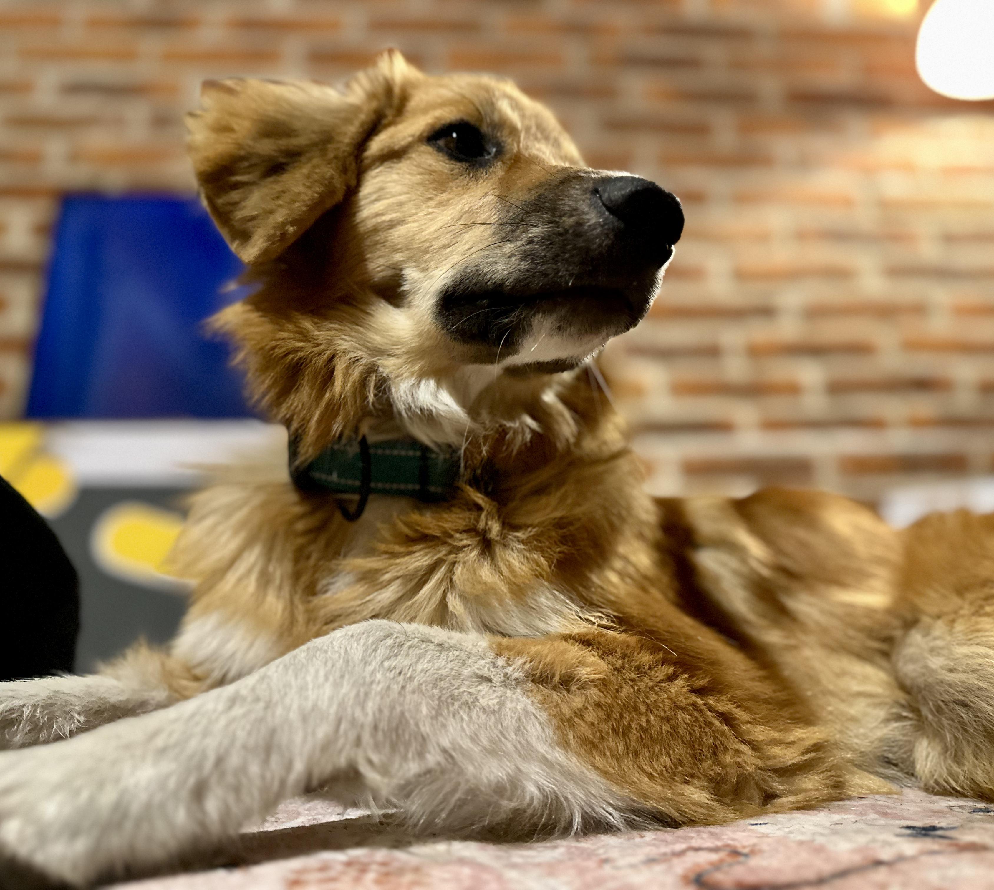 Molly, a Adopted mixed breed in Encino, CA image 5/6