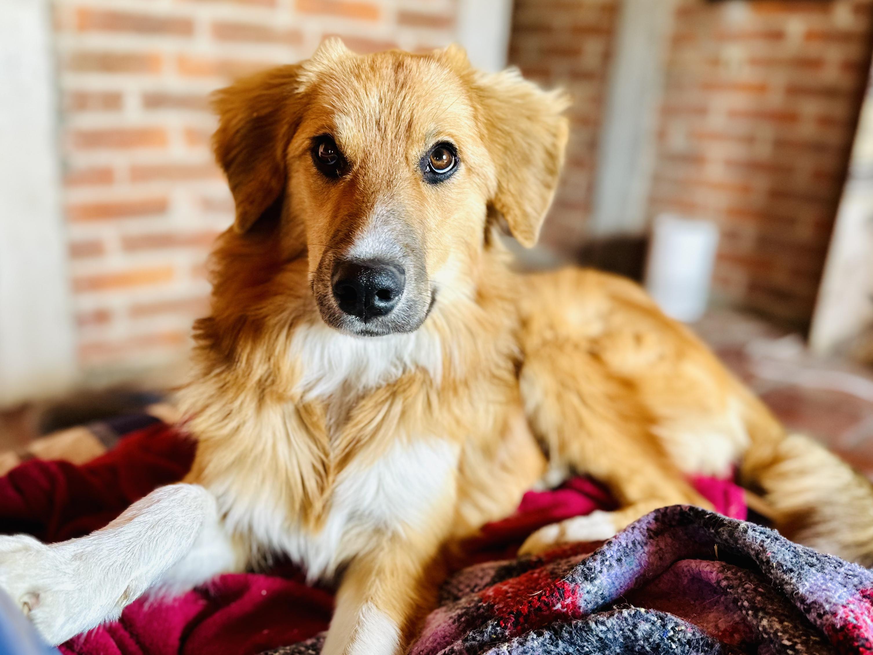 Molly, a Adopted mixed breed in Encino, CA image 1/6