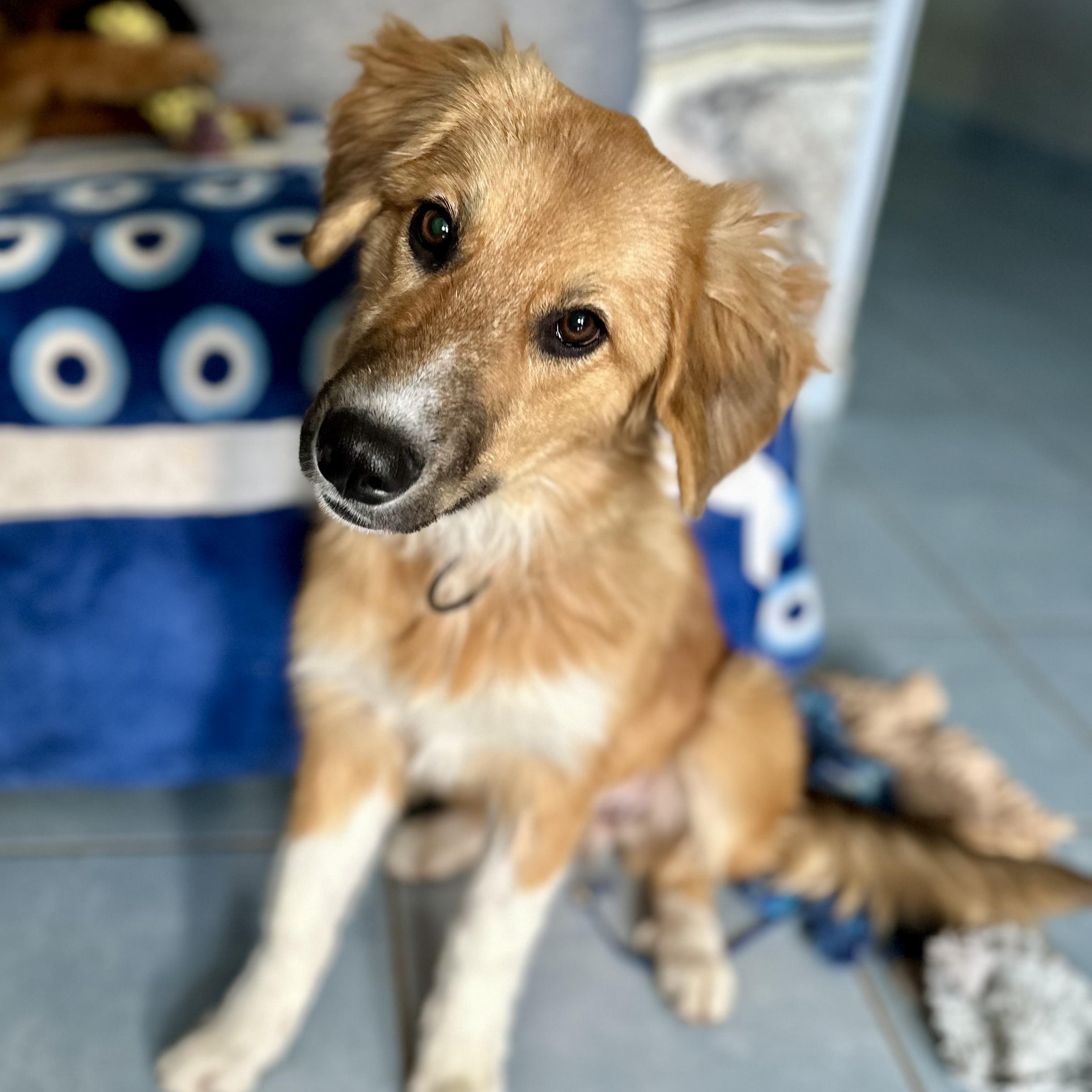 Molly, a Adopted mixed breed in Encino, CA image 3/6