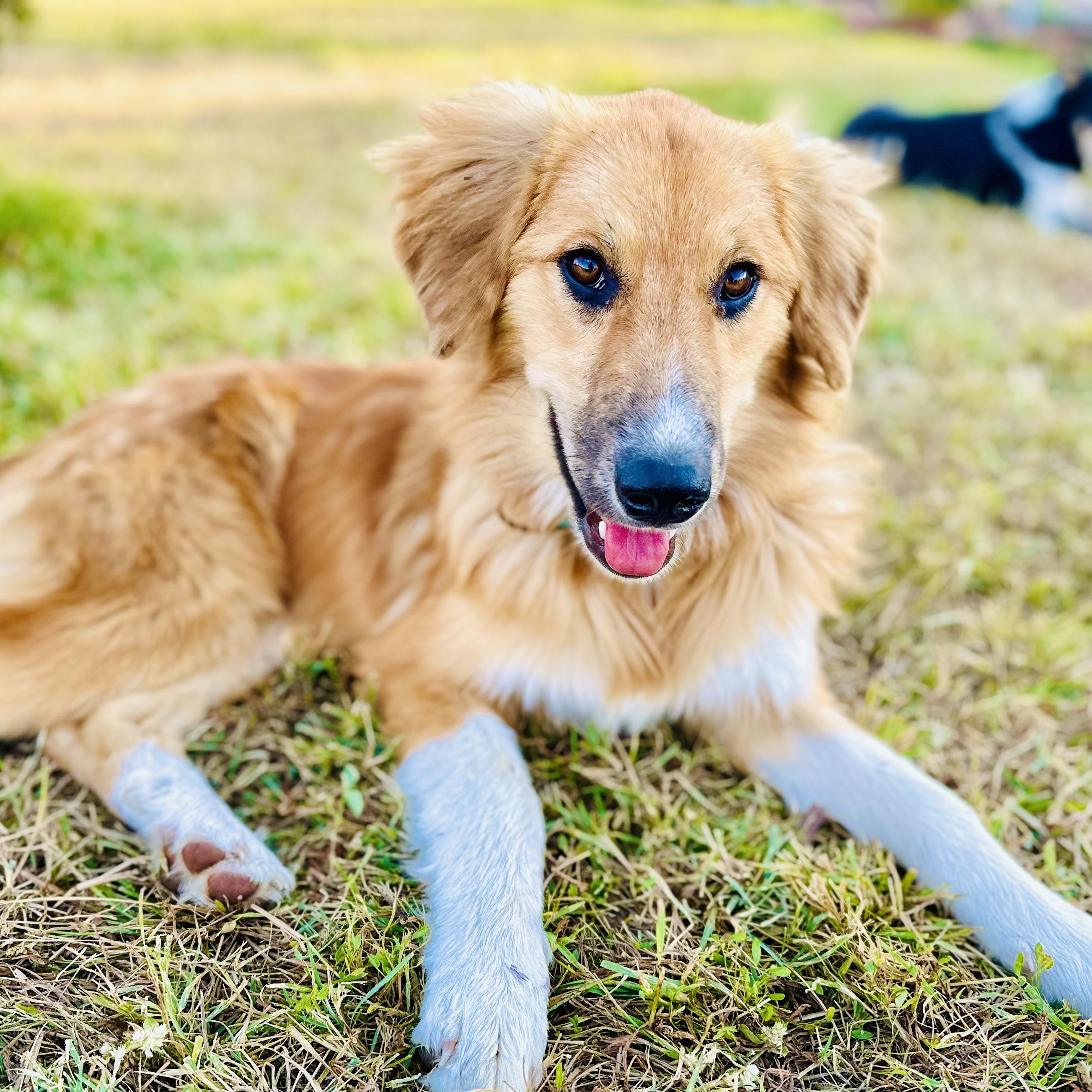 Molly, a Adopted mixed breed in Encino, CA image 4/6
