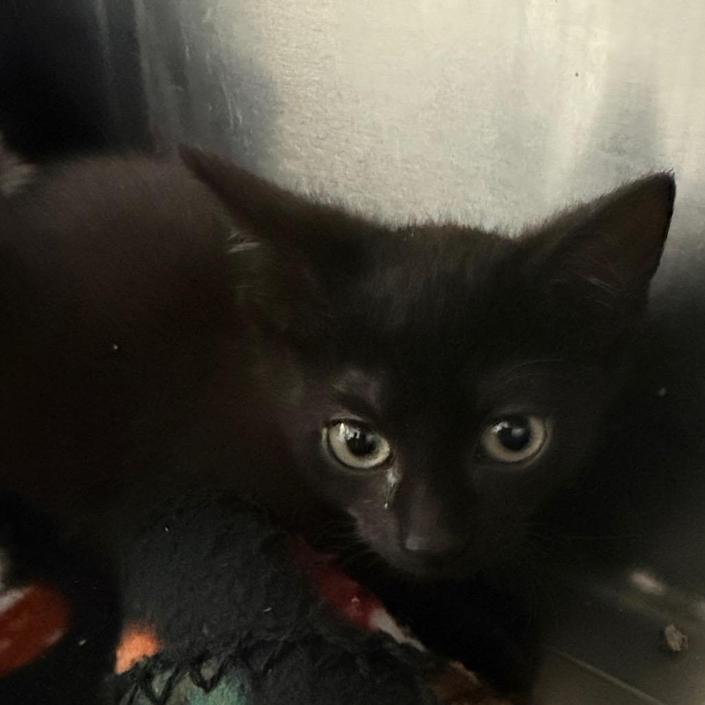 Enlarge Cruz and Zero, a ADOPTABLE American Shorthair in Danbury, CT image 2/2