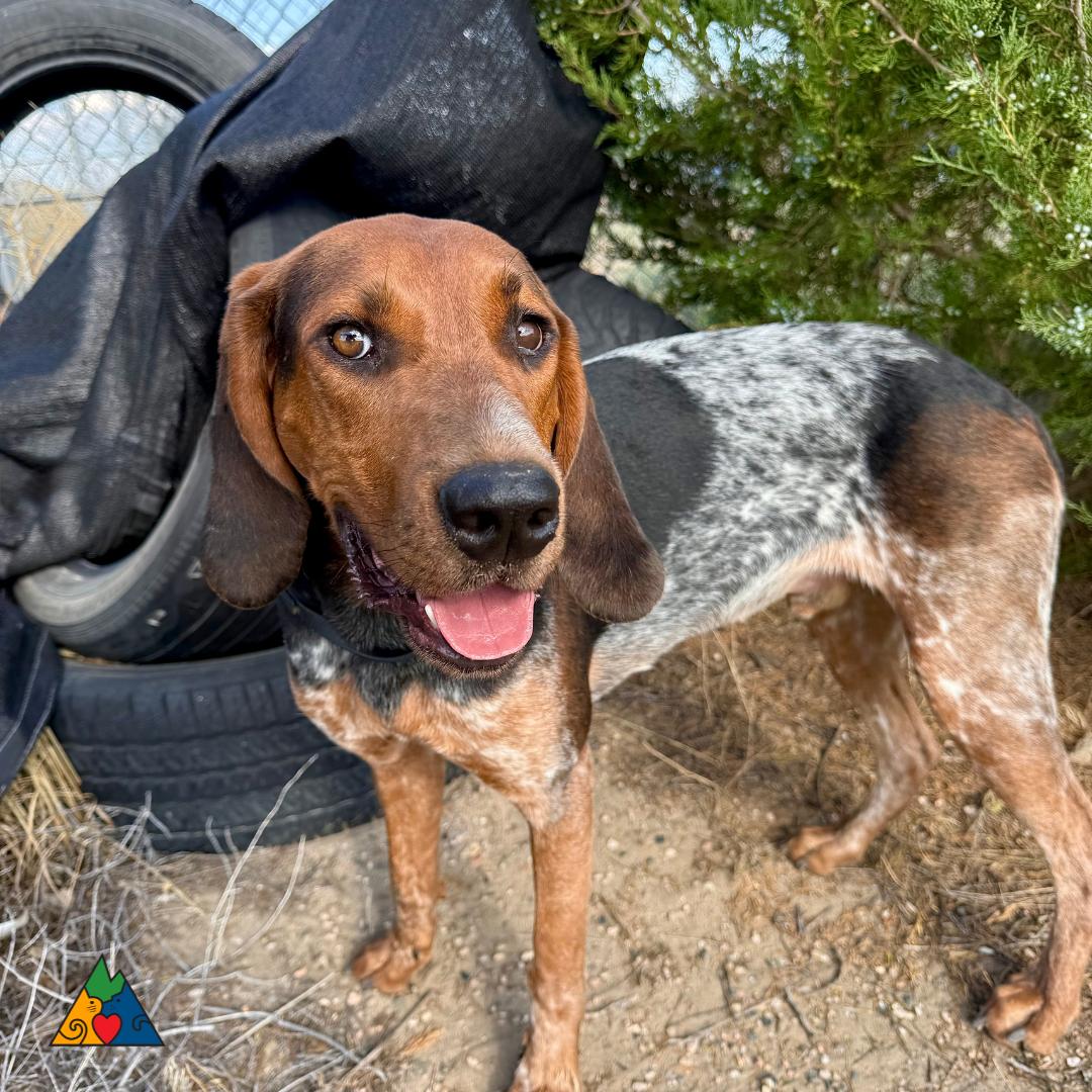 Copper, an adoptable Bluetick Coonhound, Hound in Douglas, WY, 82633 | Photo Image 1