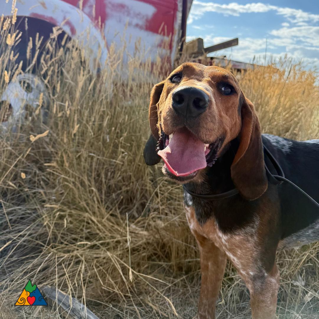 Copper, an adoptable Bluetick Coonhound, Hound in Douglas, WY, 82633 | Photo Image 3