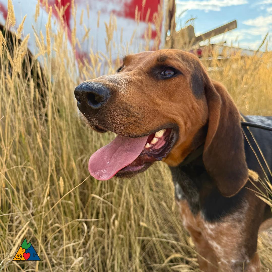 Copper, an adoptable Bluetick Coonhound, Hound in Douglas, WY, 82633 | Photo Image 2