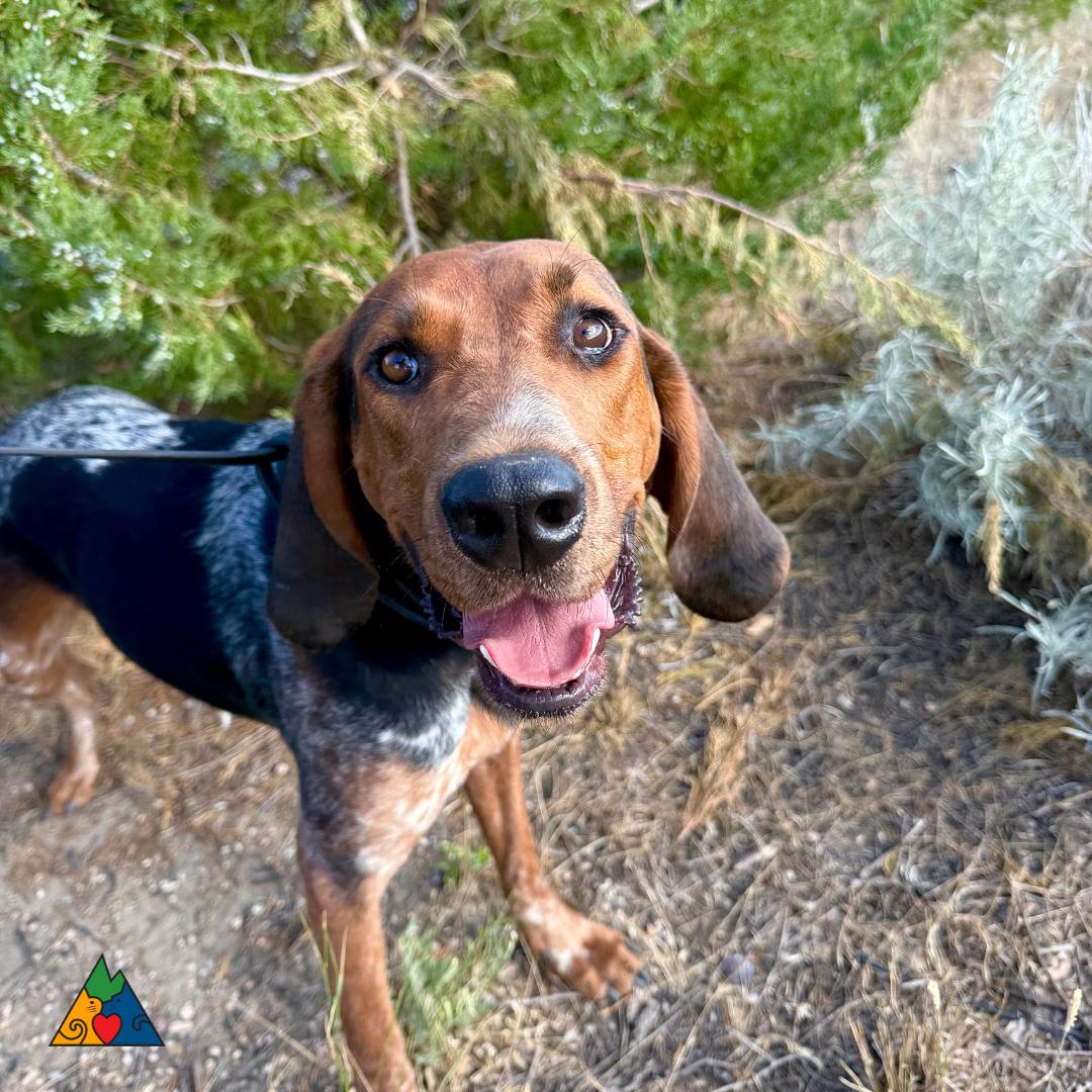 Copper, an adoptable Bluetick Coonhound, Hound in Douglas, WY, 82633 | Photo Image 4