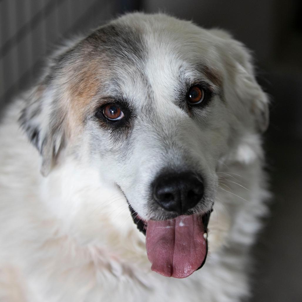 Enlarge Haley (D25-111), a Adoptable Great Pyrenees in Peyton, CO image 1/4