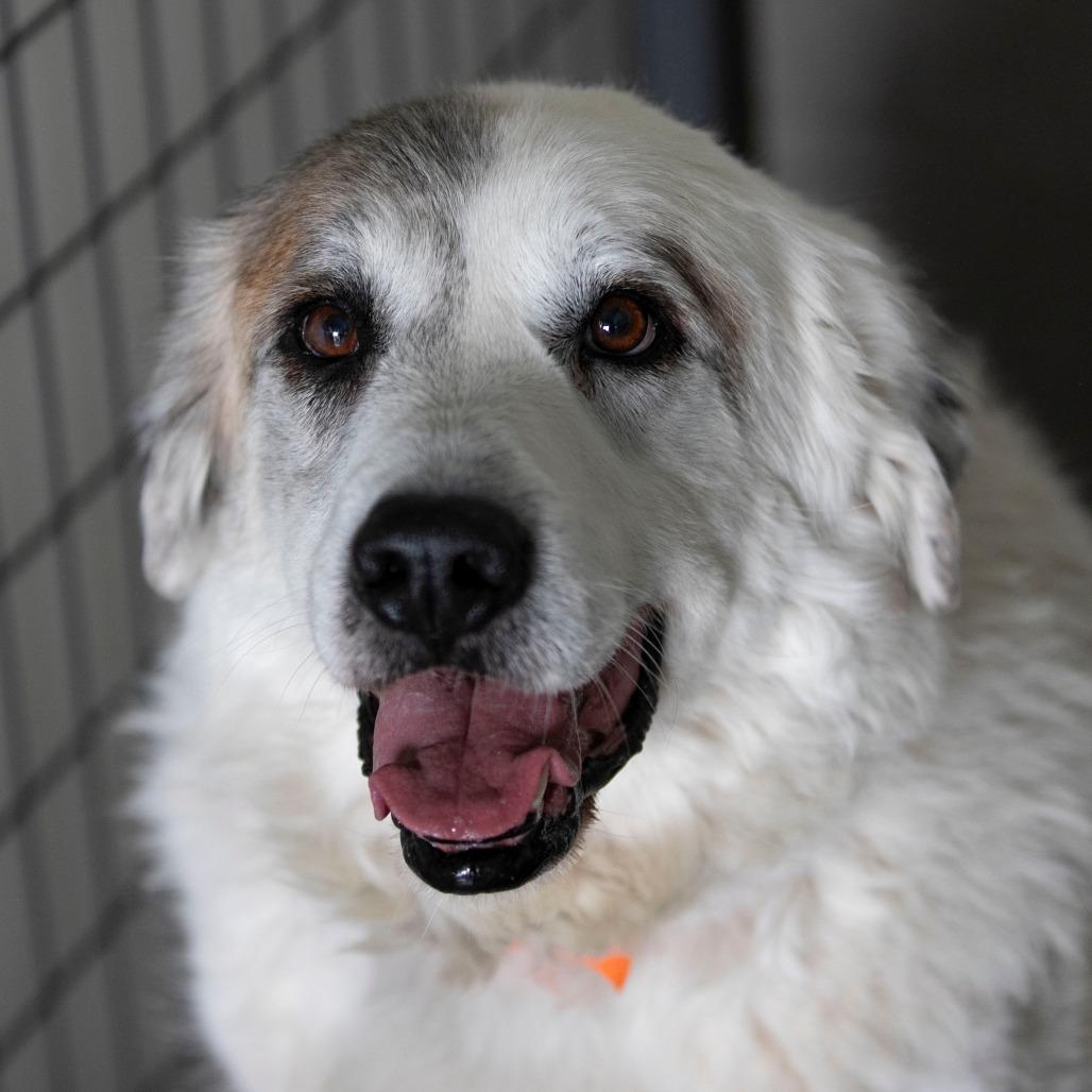 Enlarge Haley (D25-111), a Adoptable Great Pyrenees in Peyton, CO image 2/4