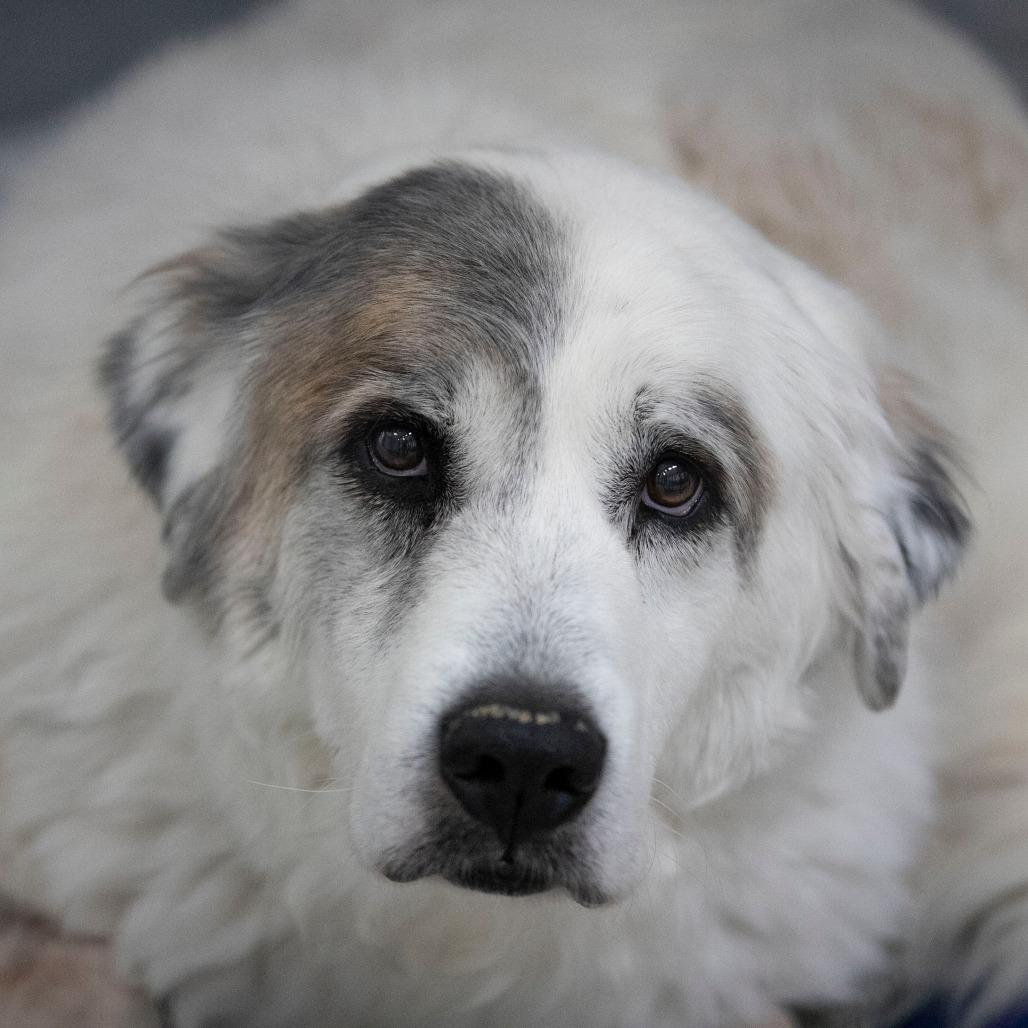 Enlarge Haley (D25-111), a Adoptable Great Pyrenees in Peyton, CO image 3/4