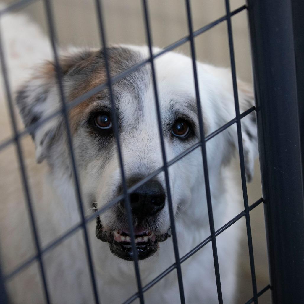 Enlarge Haley (D25-111), a Adoptable Great Pyrenees in Peyton, CO image 4/4