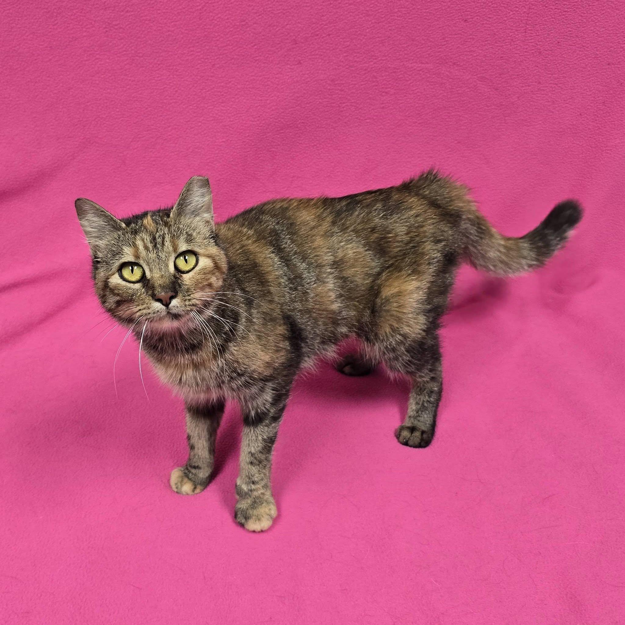 Enlarge Sassafras, a Adoptable Domestic Short Hair in Frankfort, IN image 2/4