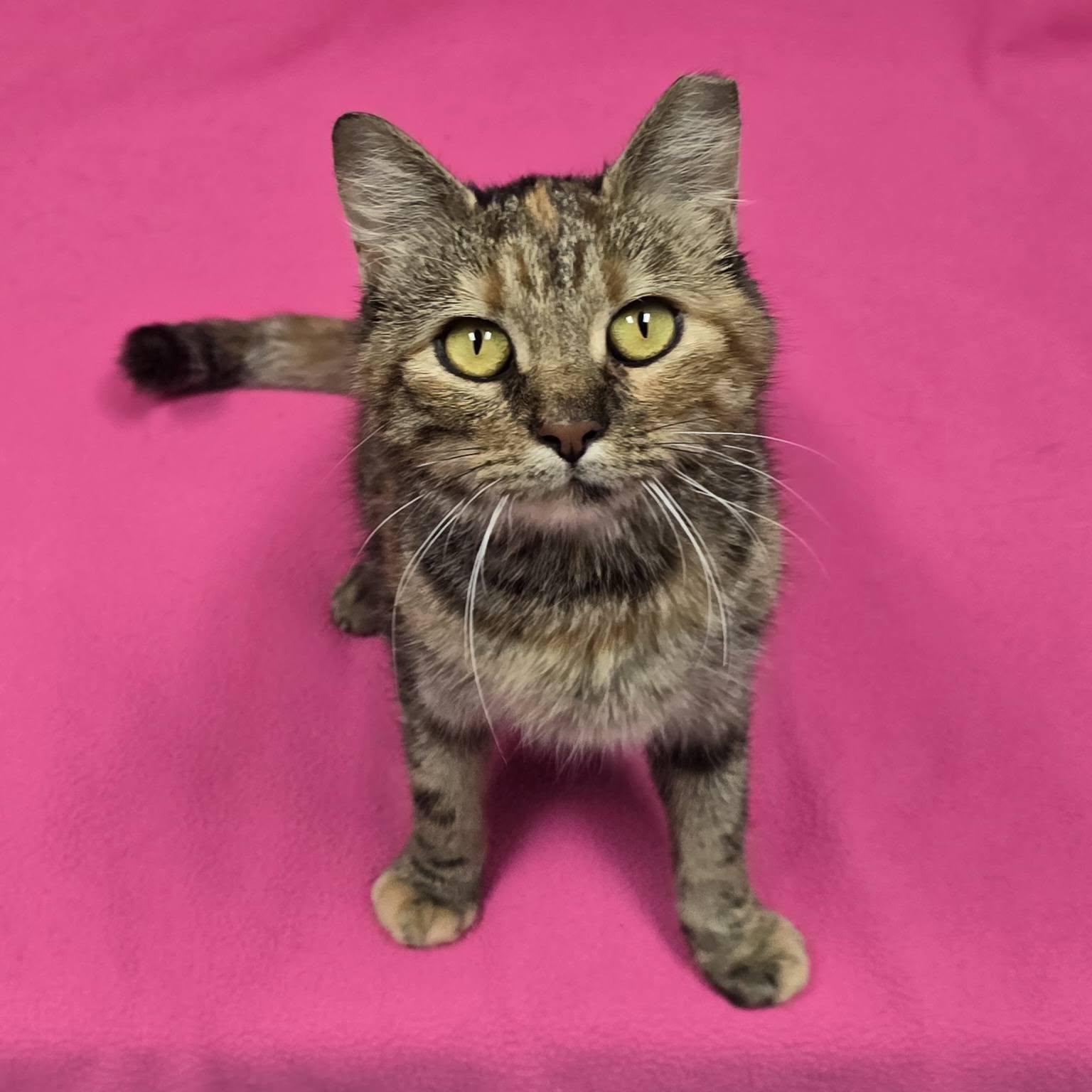 Enlarge Sassafras, a Adoptable Domestic Short Hair in Frankfort, IN image 1/4