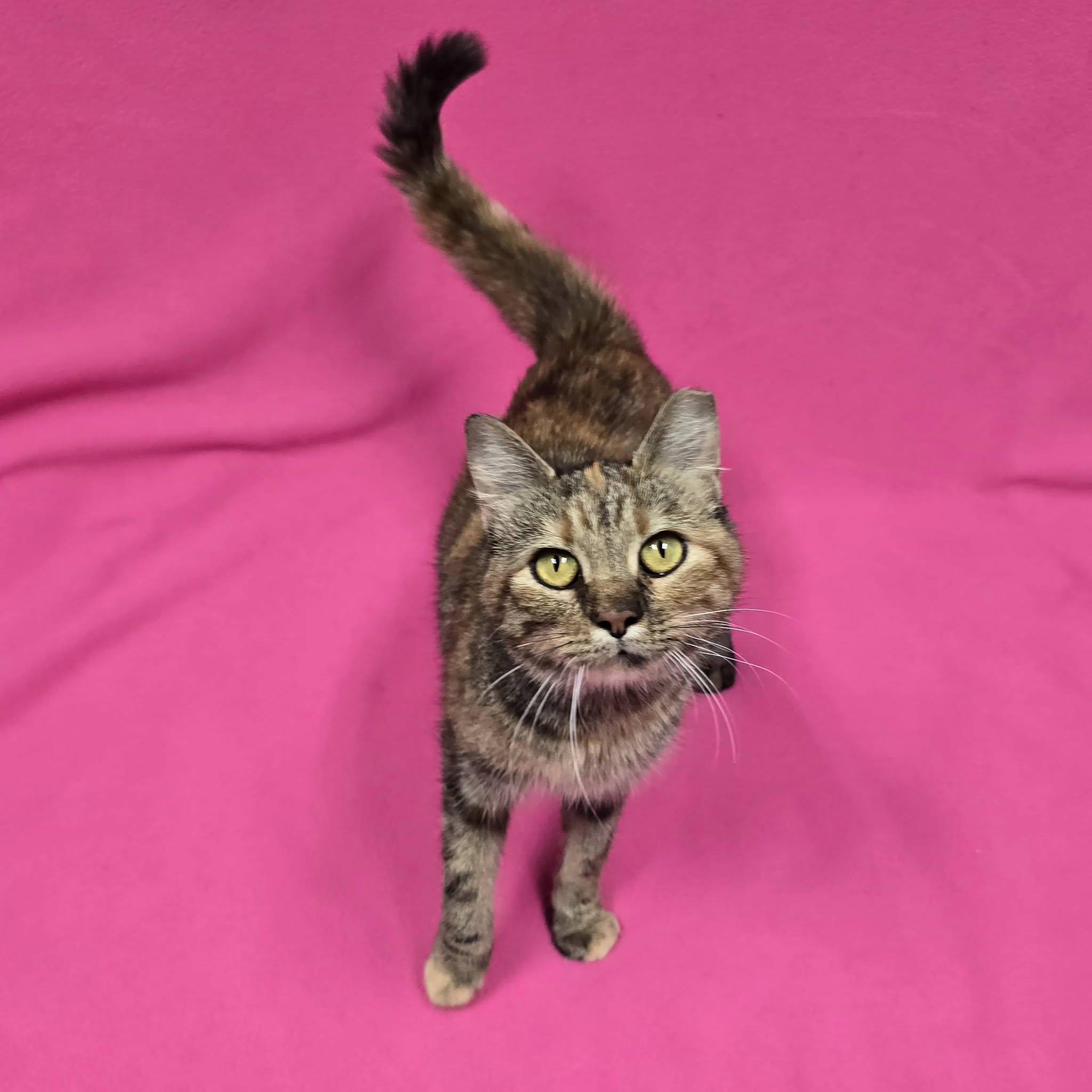 Enlarge Sassafras, a Adoptable Domestic Short Hair in Frankfort, IN image 4/4
