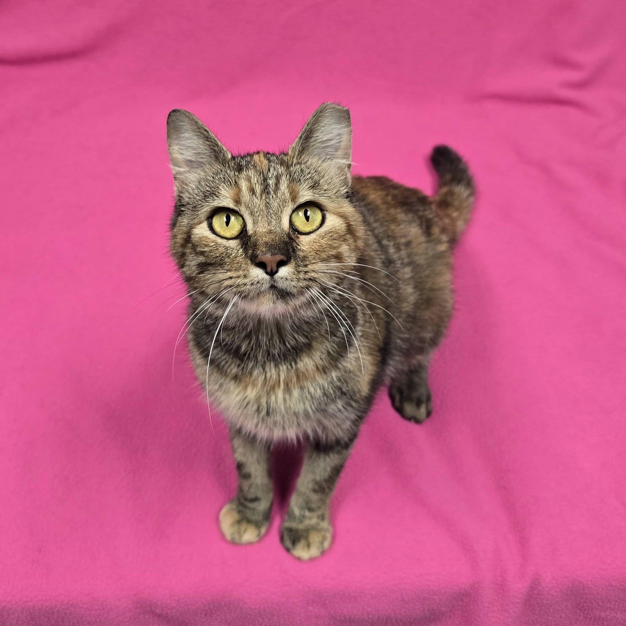 Enlarge Sassafras, a Adoptable Domestic Short Hair in Frankfort, IN image 3/4