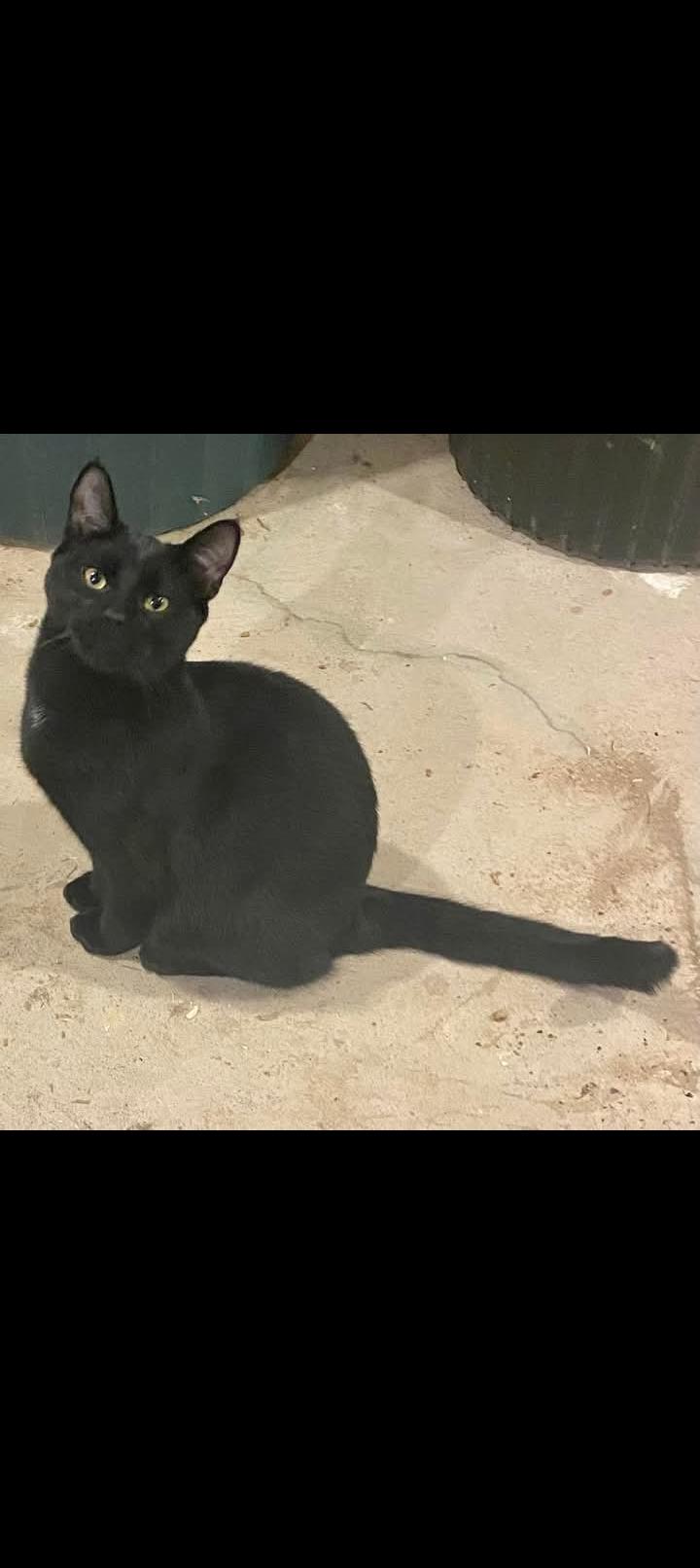 Jet, Adoptable, Adult Male Domestic Short Hair.