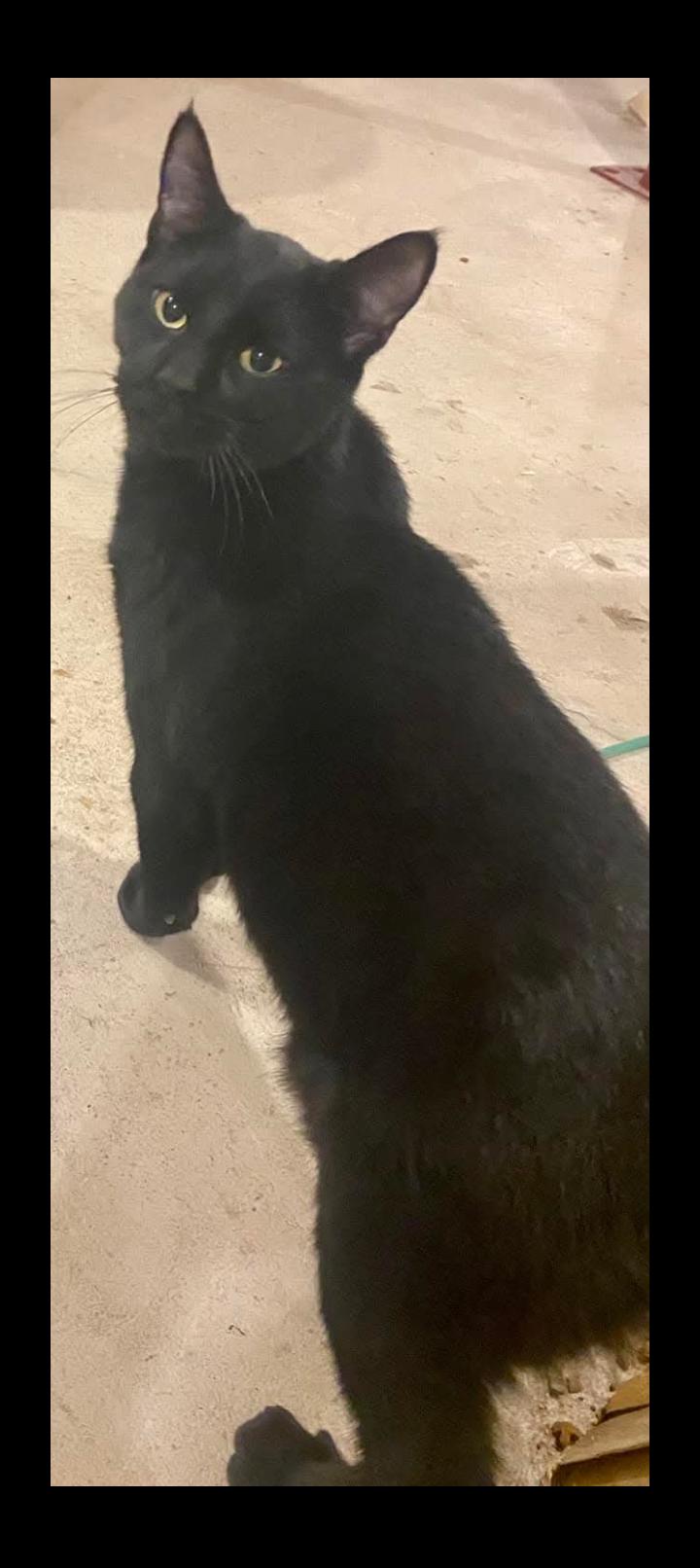 Enlarge Jet, a Adoptable Domestic Short Hair in Rochester, NY image 2/4