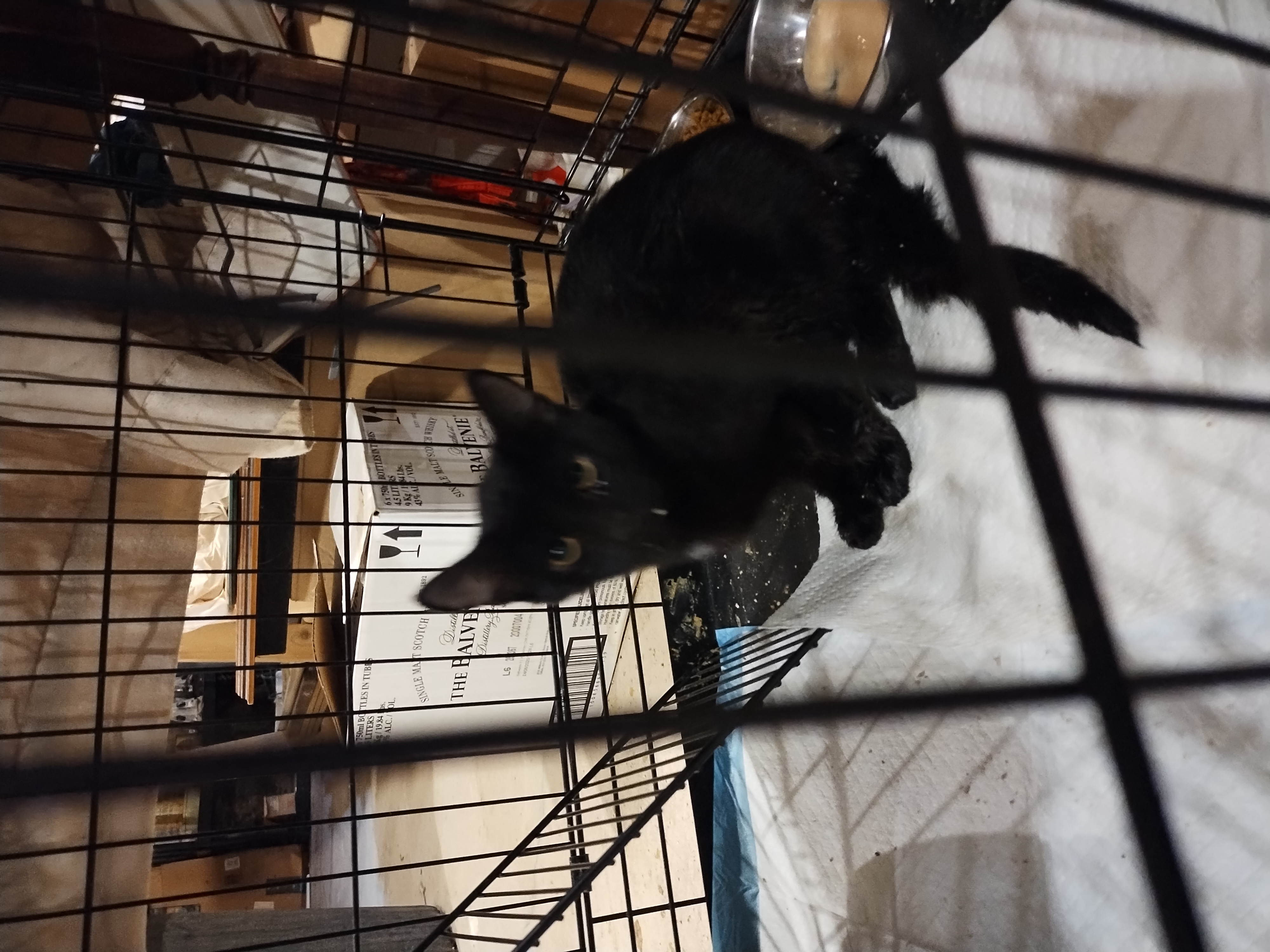 Enlarge Jet, a Adoptable Domestic Short Hair in Rochester, NY image 4/4