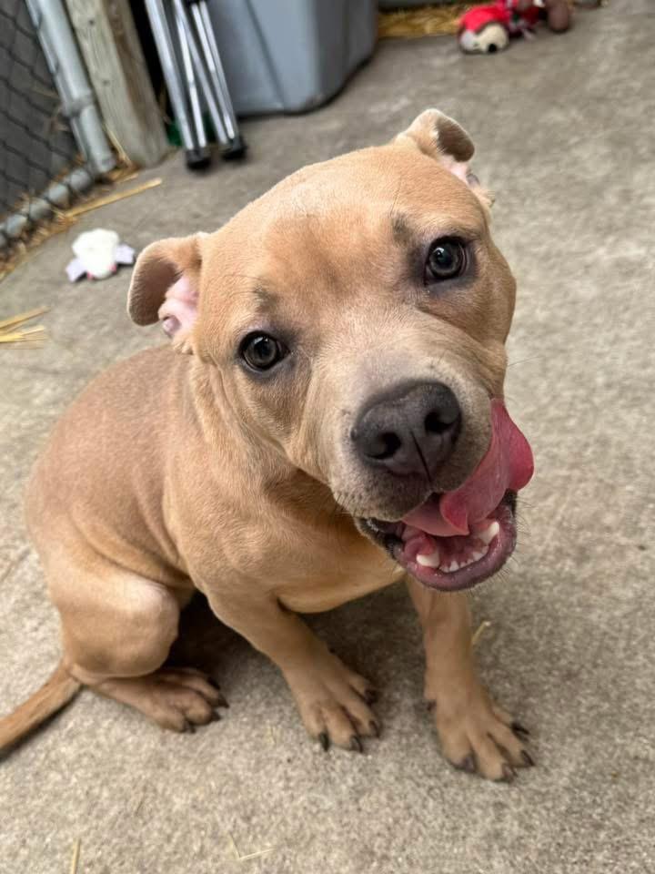 Enlarge Matchbox, an adopted Pit Bull Terrier in Chicago, IL image 3/5