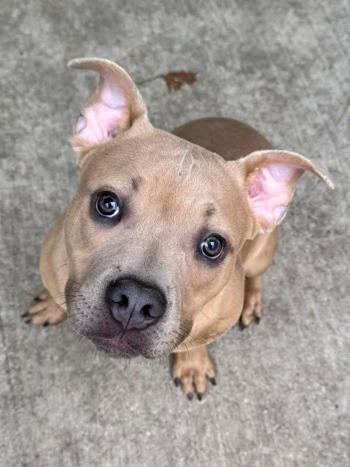 Enlarge Matchbox, an adopted Pit Bull Terrier in Chicago, IL image 1/5