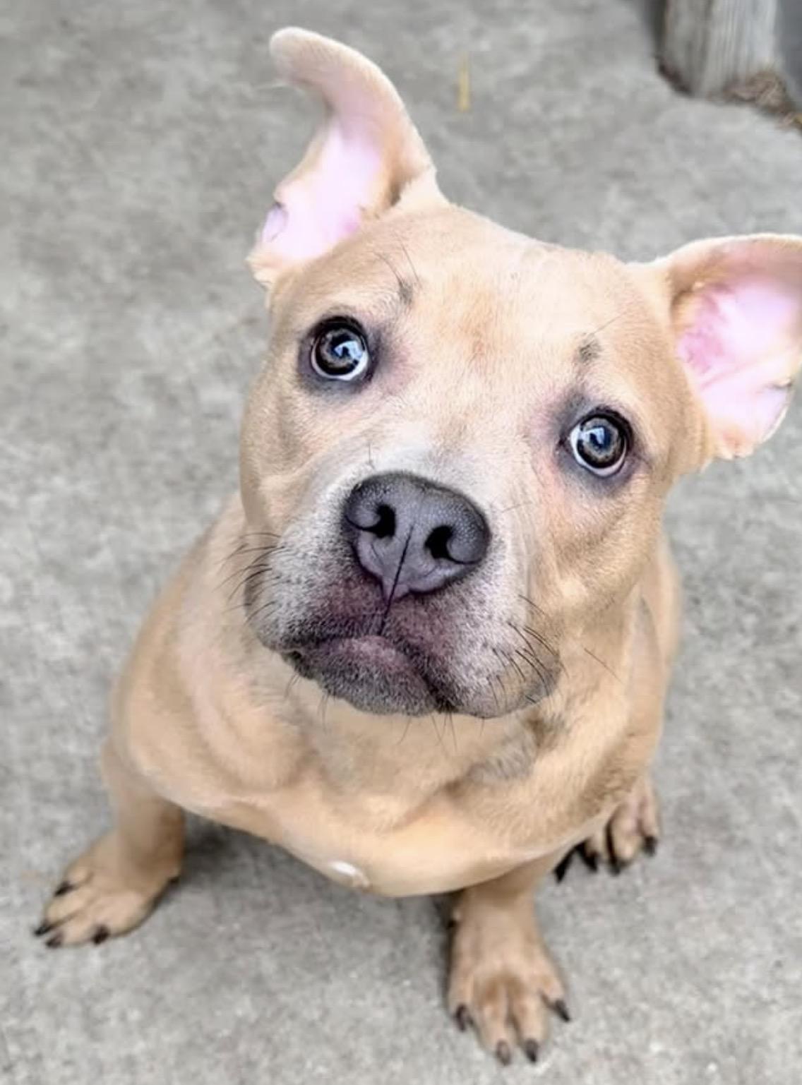 Enlarge Matchbox, an adopted Pit Bull Terrier in Chicago, IL image 2/5