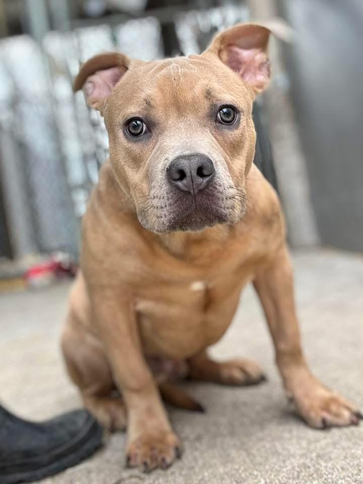 Enlarge Matchbox, an adopted Pit Bull Terrier in Chicago, IL image 4/5