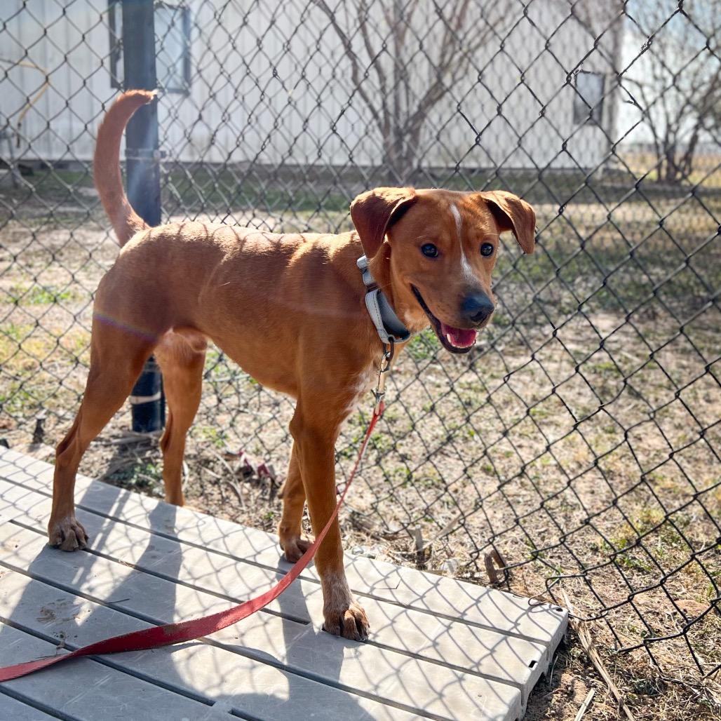 Bucatini, Adoptable, Young Male Mountain Cur.