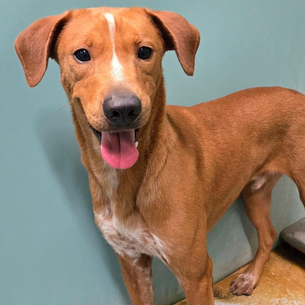 Enlarge Bucatini, a Adoptable mixed breed in Edinburg, TX image 2/6