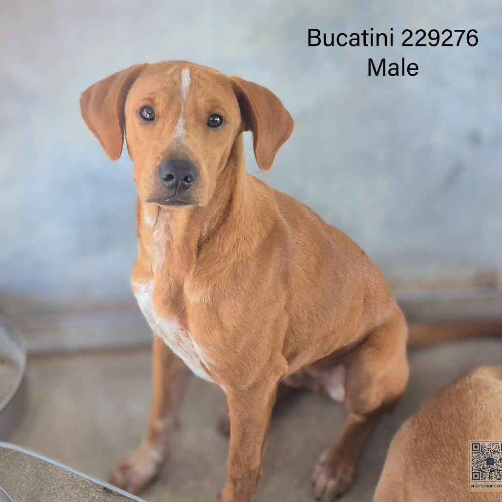 Enlarge Bucatini, a Adoptable mixed breed in Edinburg, TX image 1/2