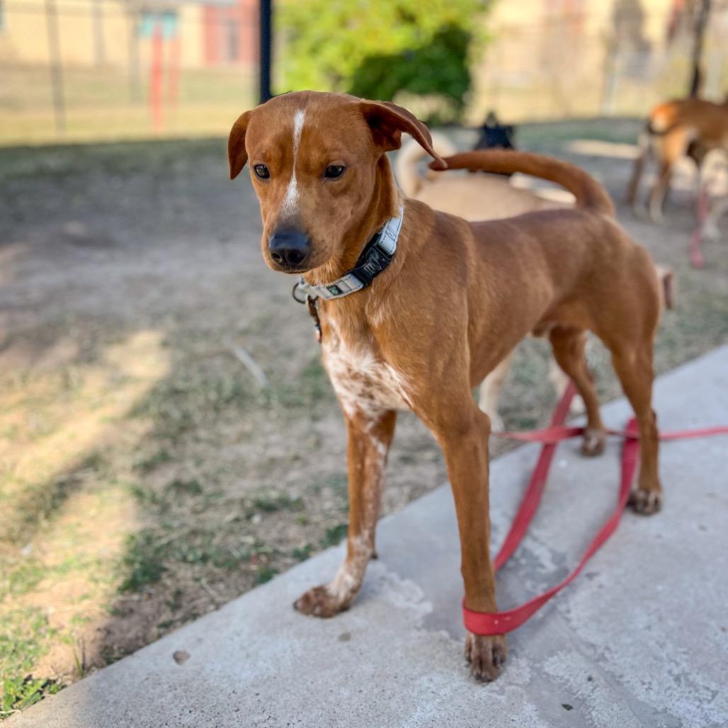 Bucatini, a Adoptable mixed breed in Edinburg, TX image 3/6