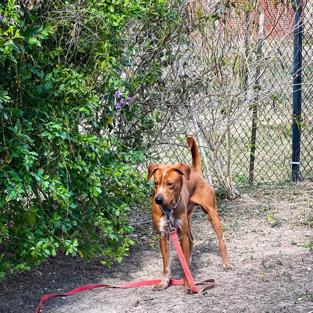 Bucatini, a Adoptable mixed breed in Edinburg, TX image 4/6