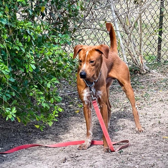 Enlarge Bucatini, a Adoptable mixed breed in Edinburg, TX image 4/6