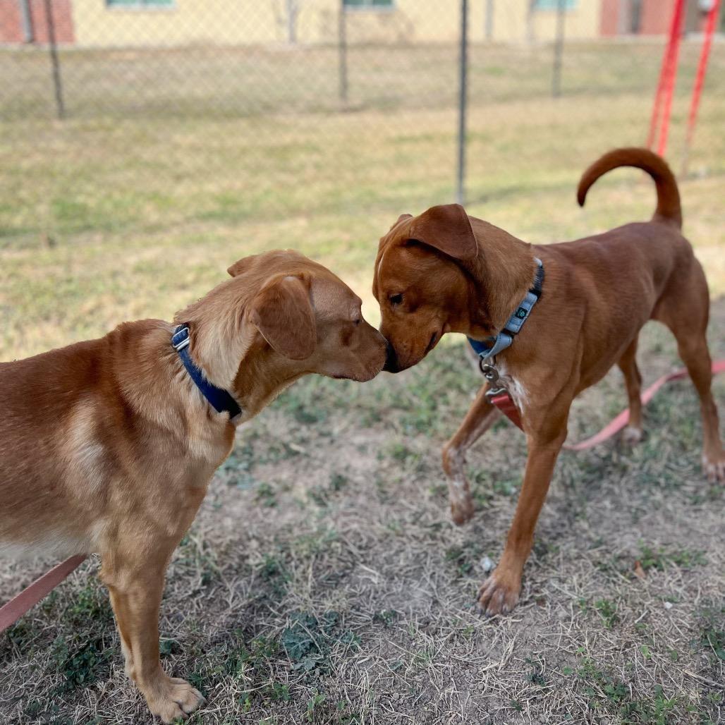 Bucatini, a Adoptable mixed breed in Edinburg, TX image 5/6