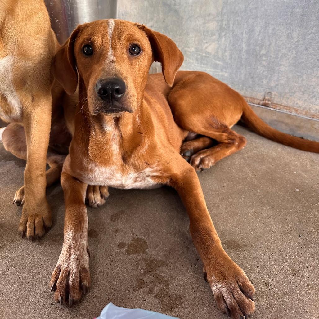 Enlarge Bucatini, a Adoptable mixed breed in Edinburg, TX image 2/2