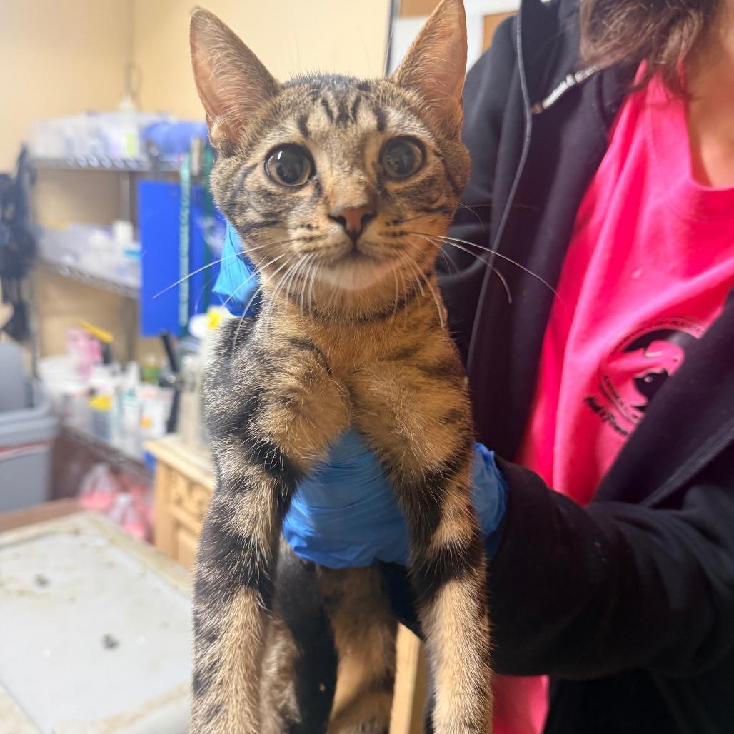 Nellie, Adoptable, Young Female Domestic Short Hair.