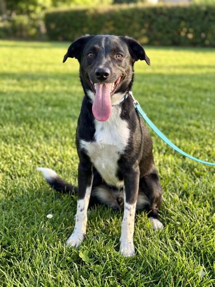 Denver, Adoptable, Adult Male Border Collie & Mixed Breed.