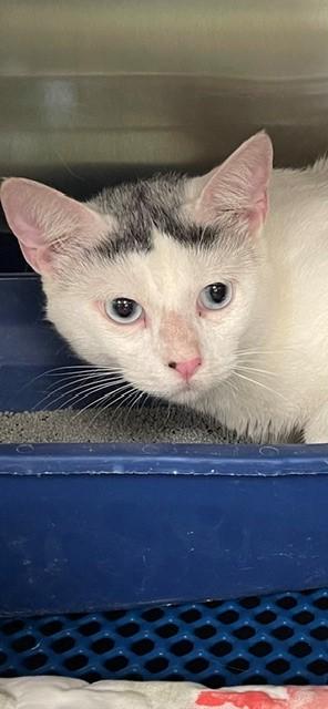 Polar, Adoptable, Kitten Male Turkish Van & Siamese.