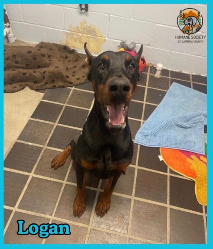 Logan, ADOPTABLE, Young Male Doberman Pinscher.