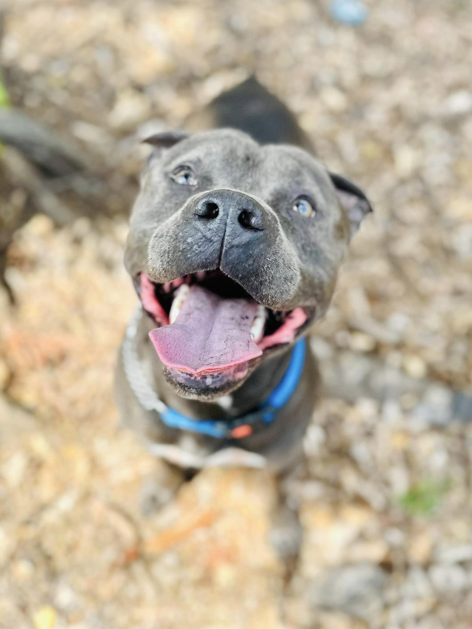 Blaine, Adoptable, Adult Male Terrier.