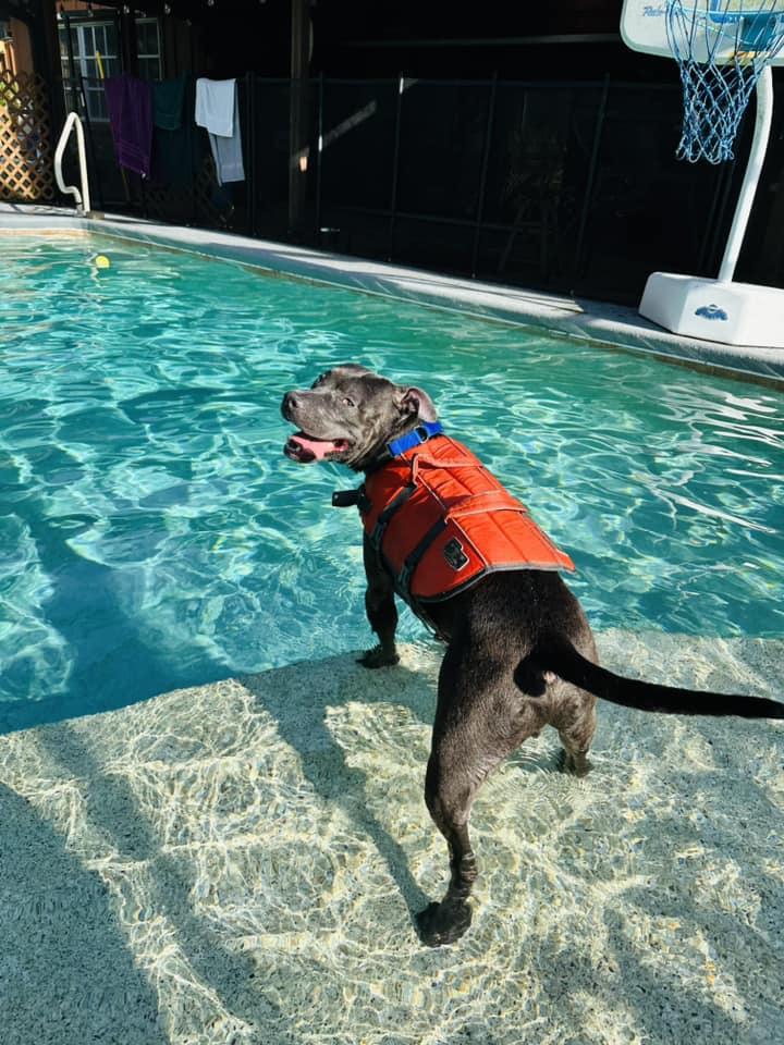 Blaine, a Adoptable mixed breed in Estero, FL image 2/6