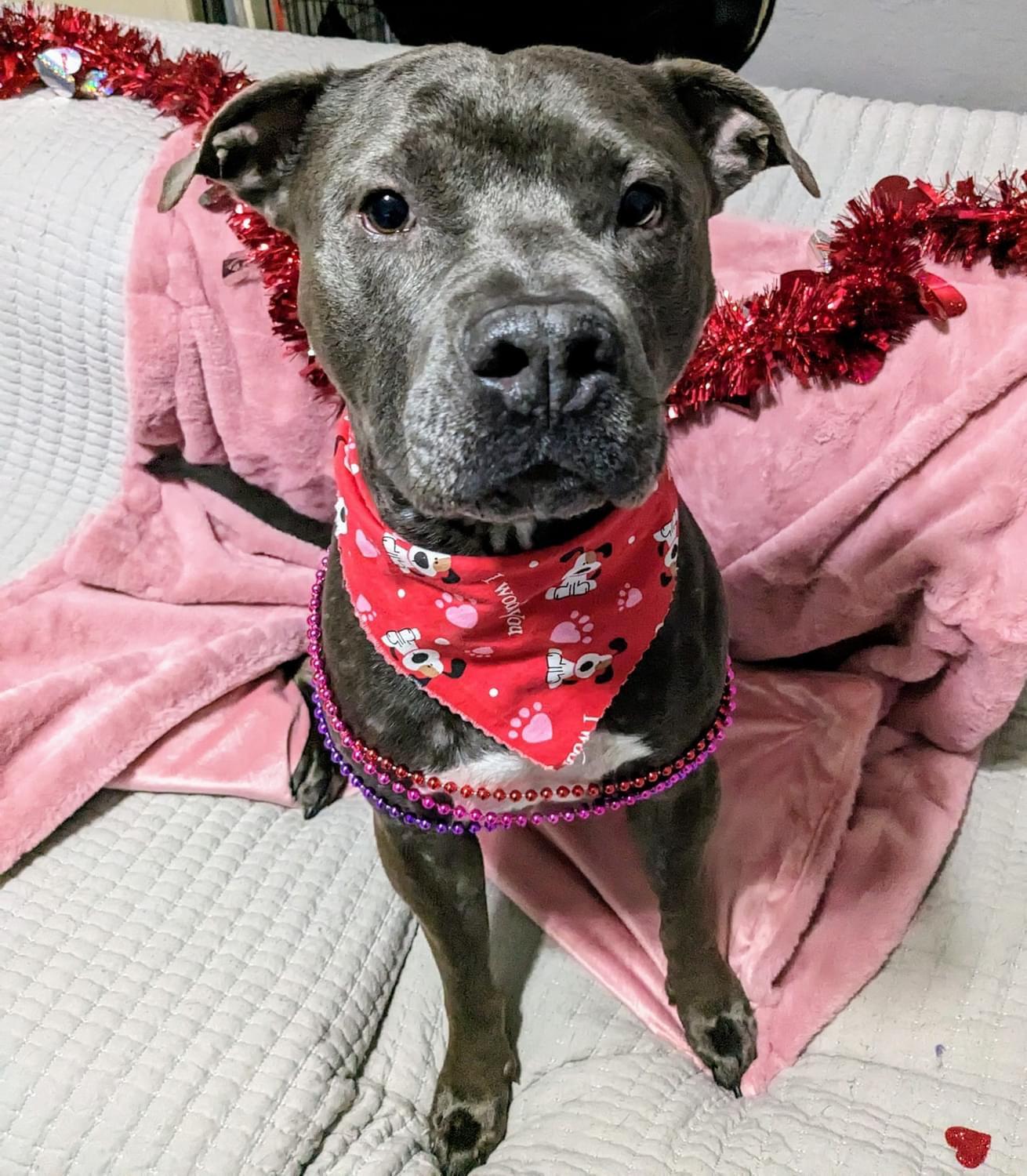 Enlarge Blaine, a Adoptable mixed breed in Estero, FL image 3/6