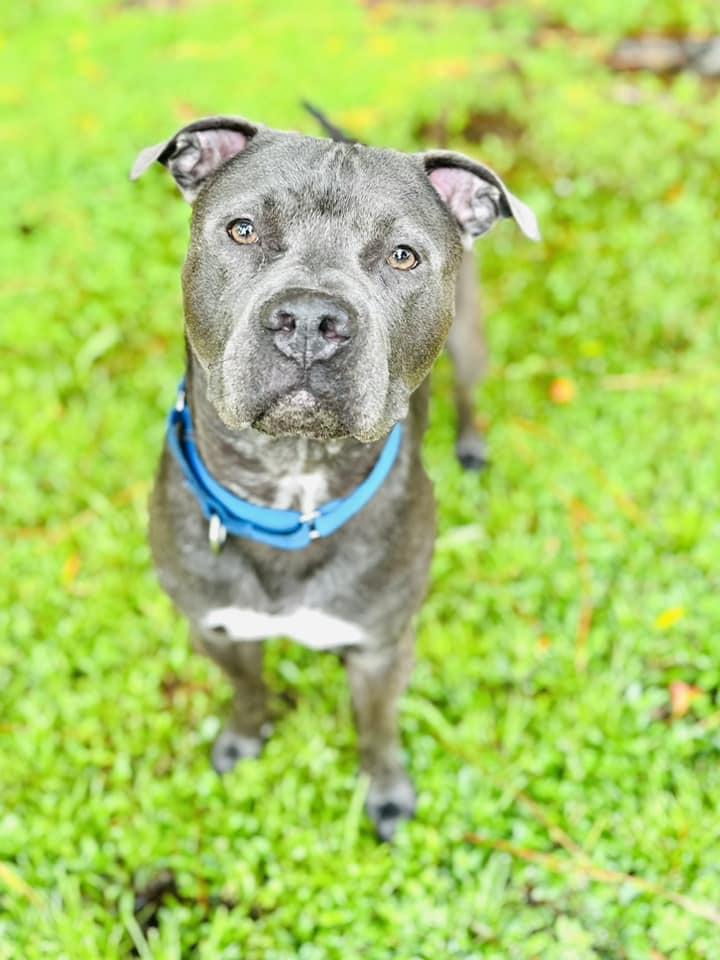 Enlarge Blaine, a Adoptable mixed breed in Estero, FL image 3/6