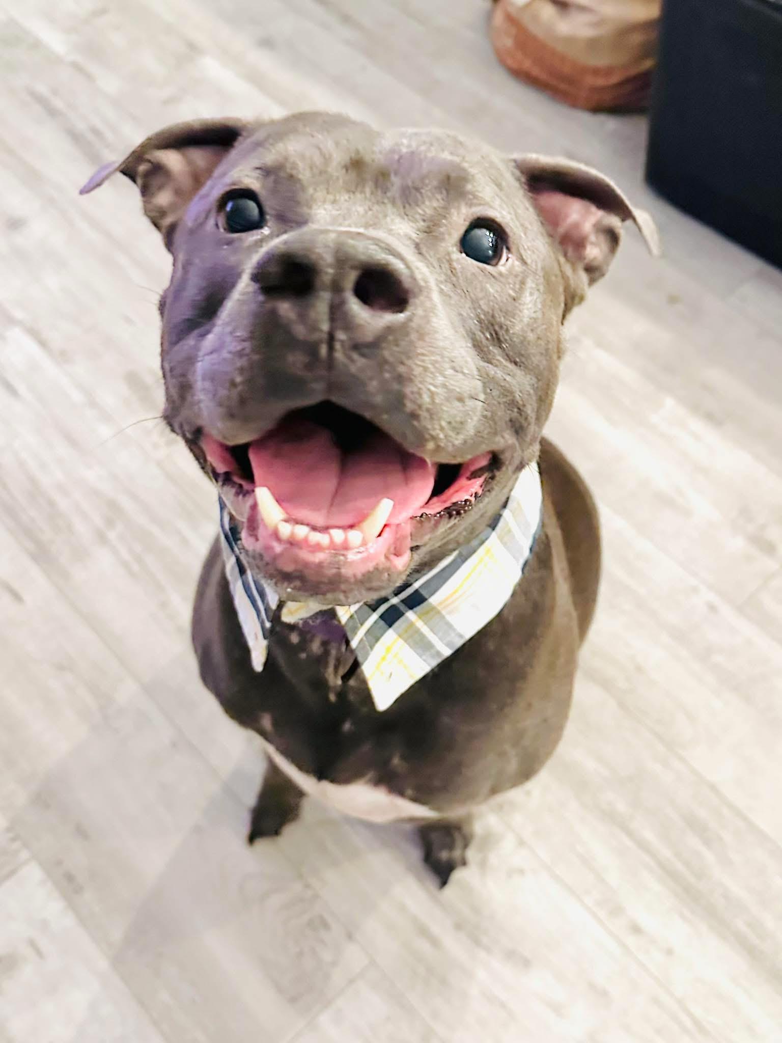 Enlarge Blaine, a Adoptable mixed breed in Estero, FL image 4/6
