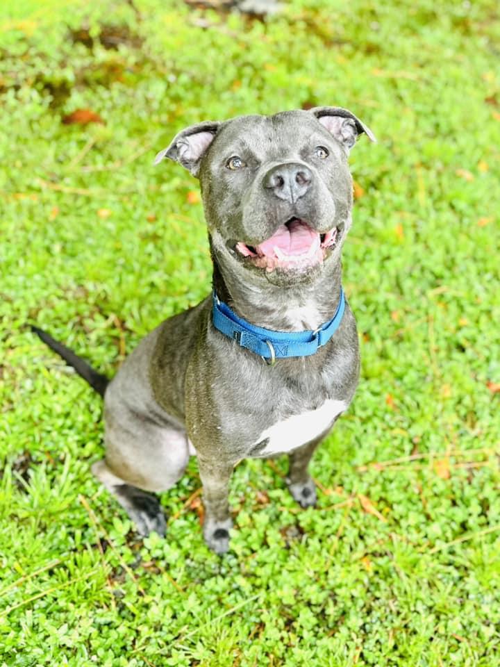 Enlarge Blaine, a Adoptable mixed breed in Estero, FL image 4/6