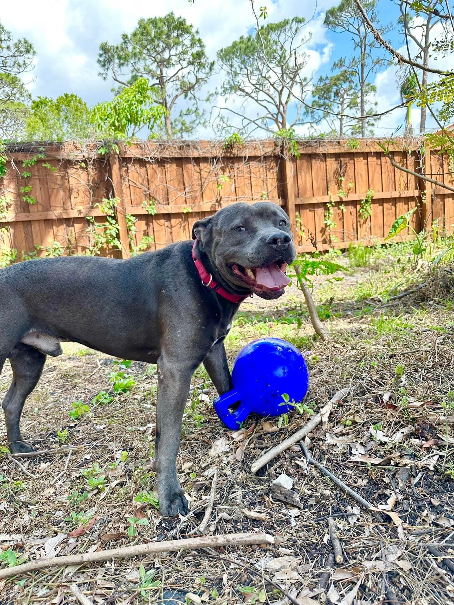 Enlarge Blaine, a Adoptable mixed breed in Estero, FL image 5/6