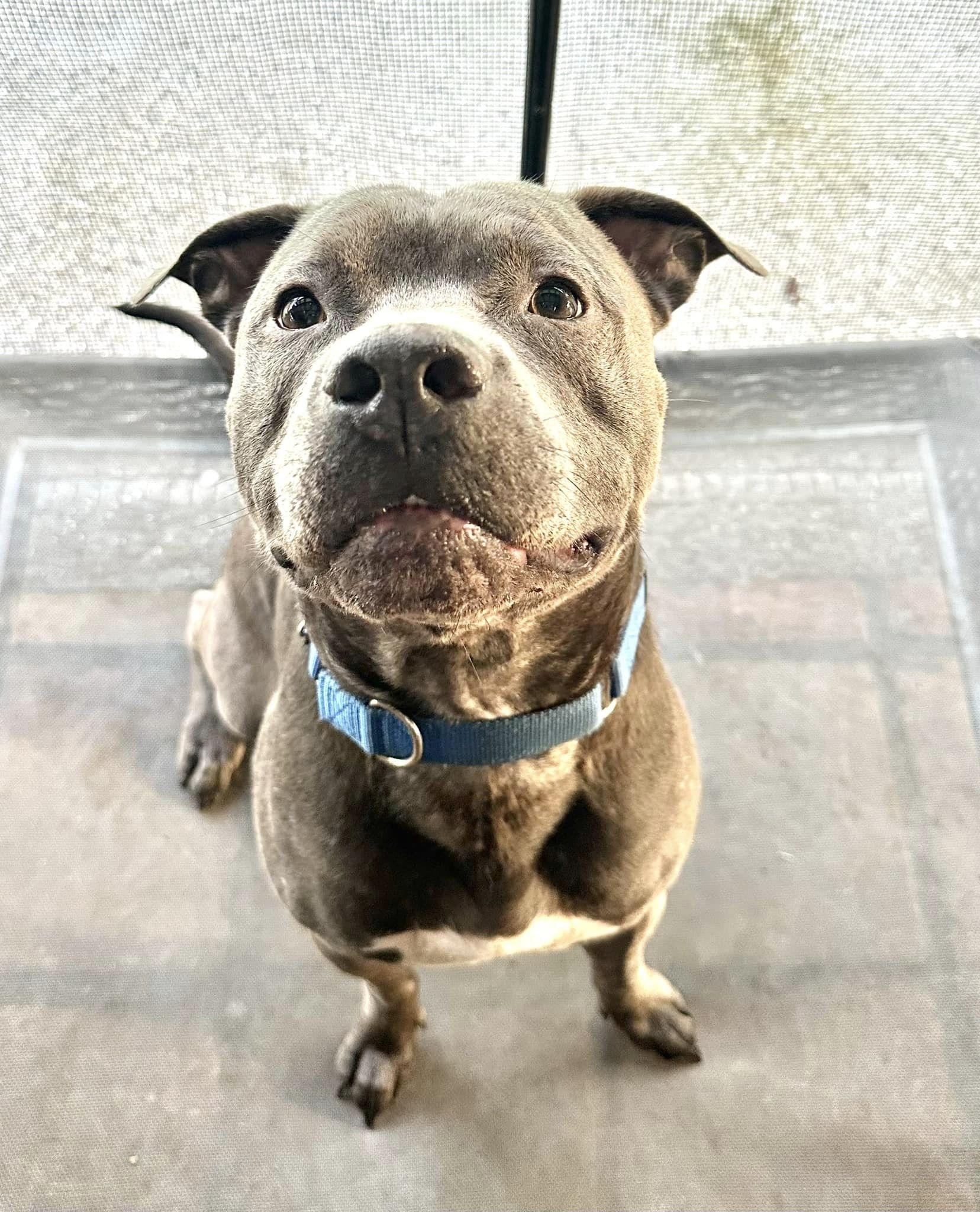 Enlarge Blaine, a Adoptable mixed breed in Estero, FL image 6/6
