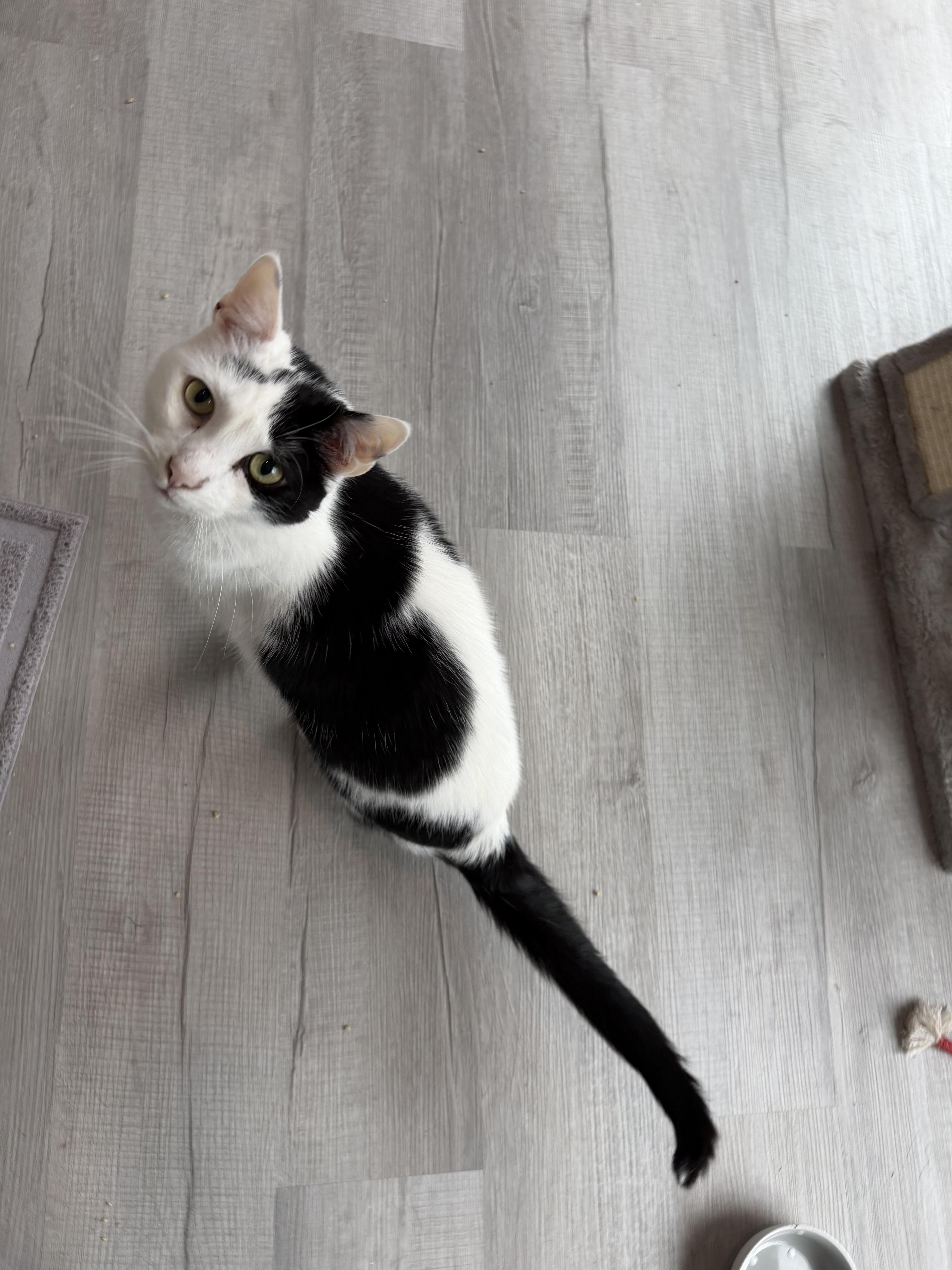 Tandy, Adoptable, Adult Male Domestic Short Hair.