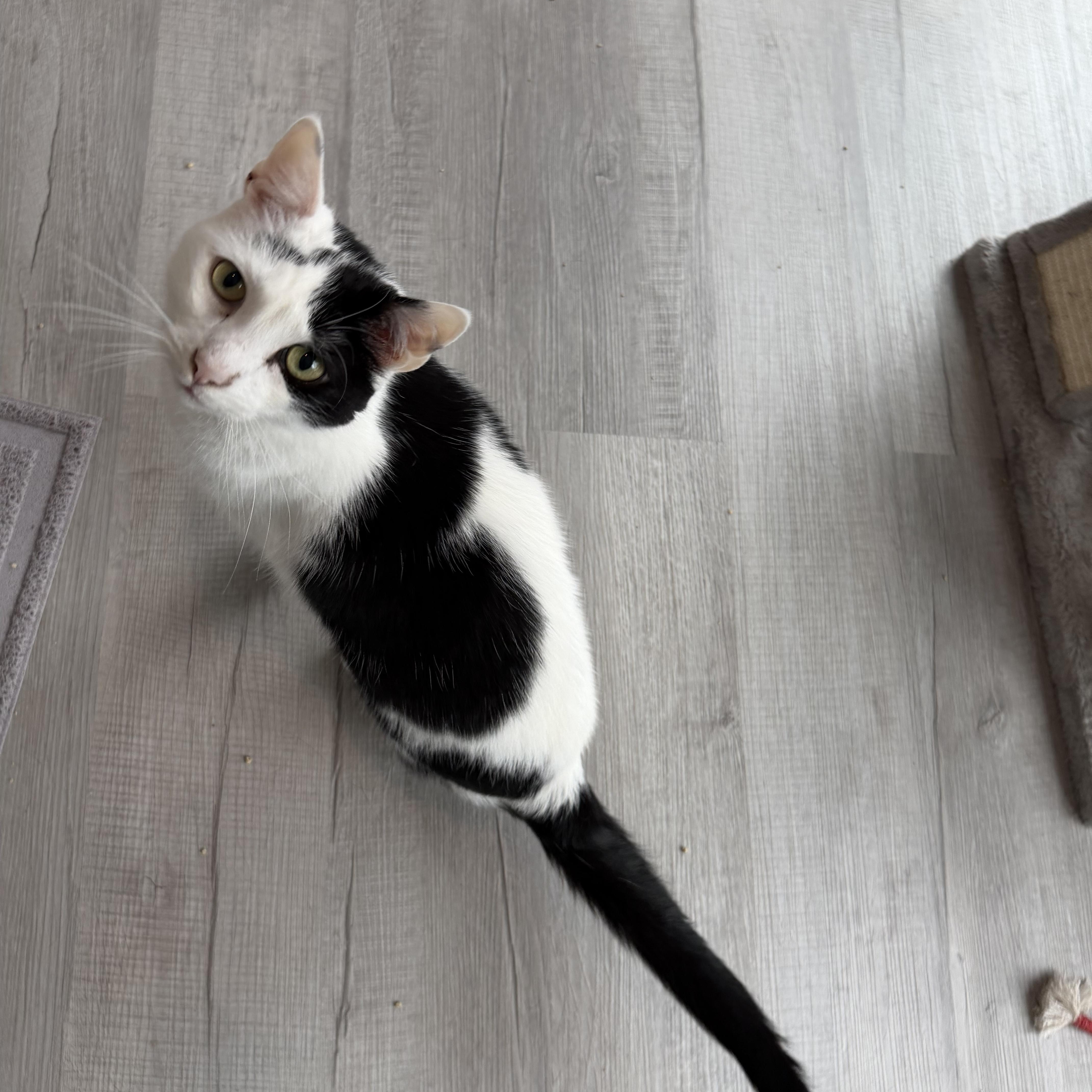 Enlarge Tandy, a Adoptable Domestic Short Hair in Seaford, DE image 1/2