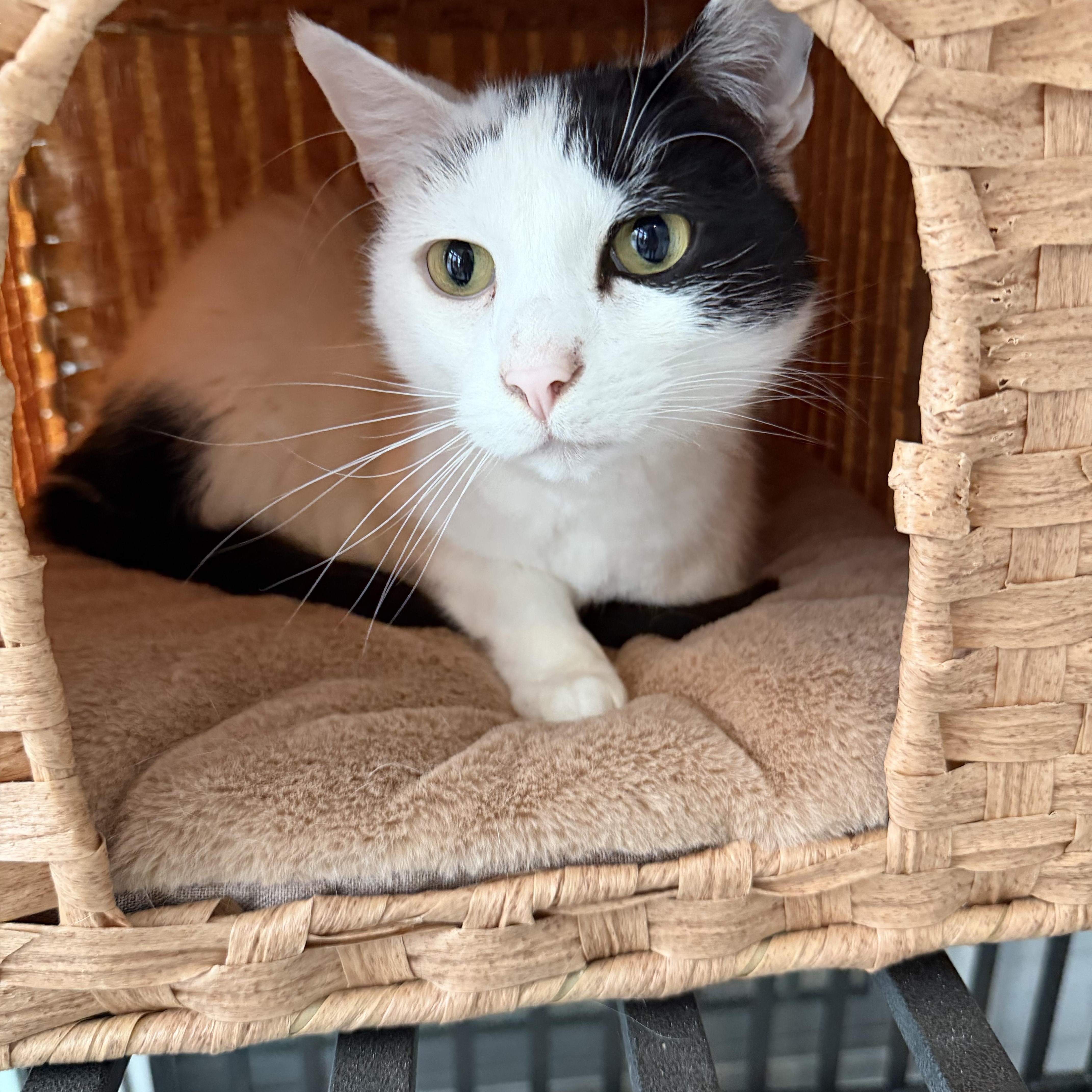 Enlarge Tandy, a Adoptable Domestic Short Hair in Seaford, DE image 2/2