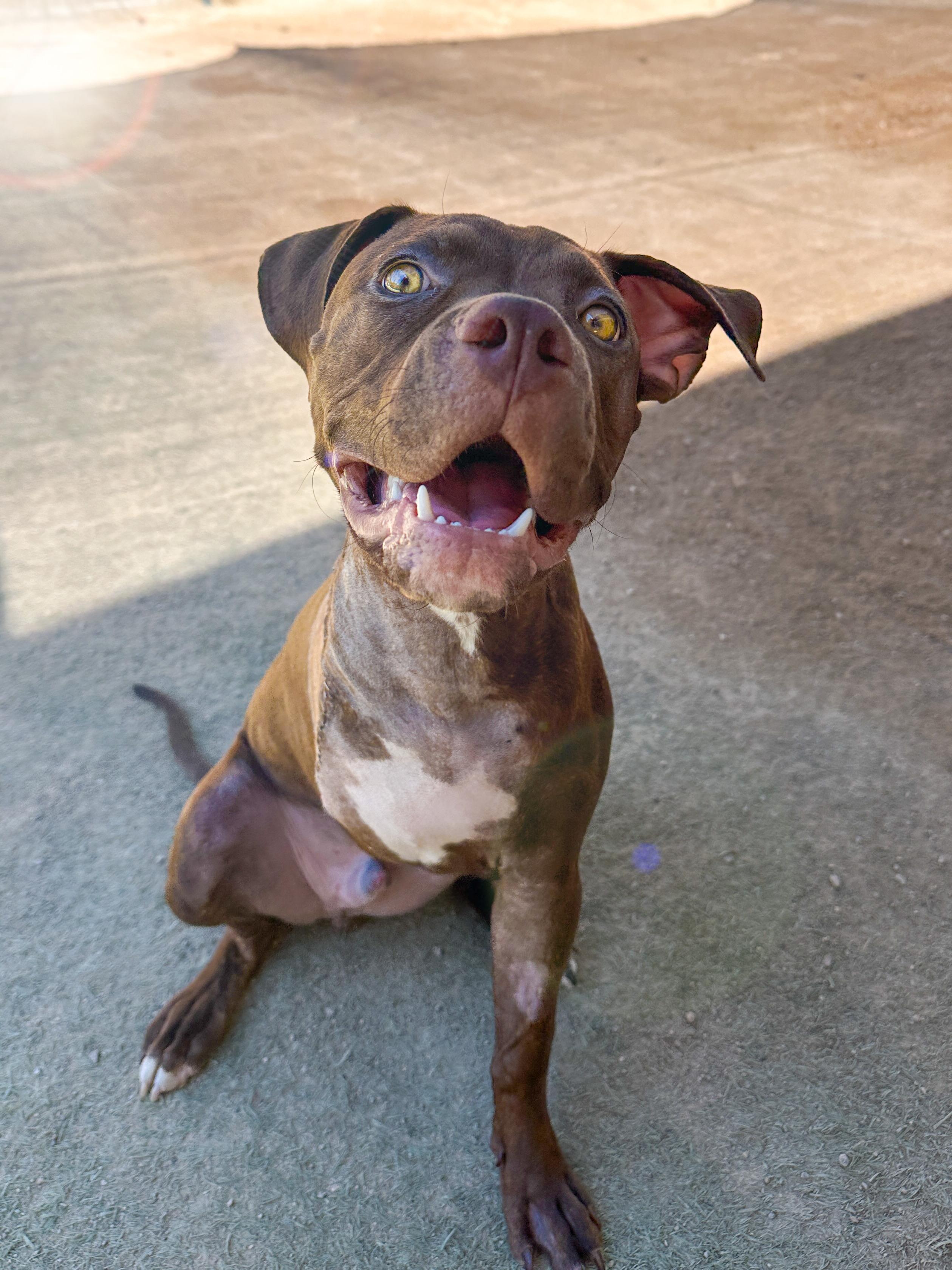 Enlarge Theo, a Adopted mixed breed in Las Vegas, NV image 1/1