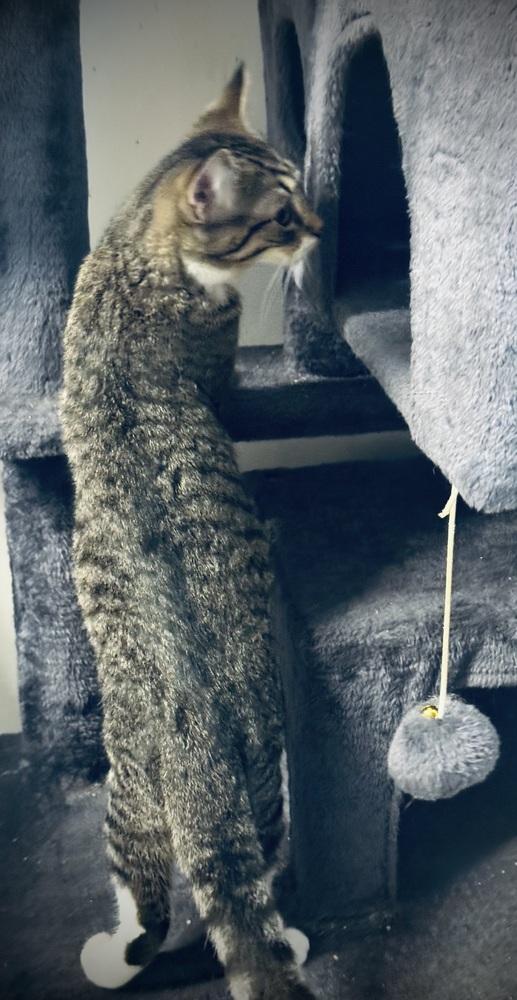 Wasabi, Adoptable, Adult Male Domestic Short Hair.