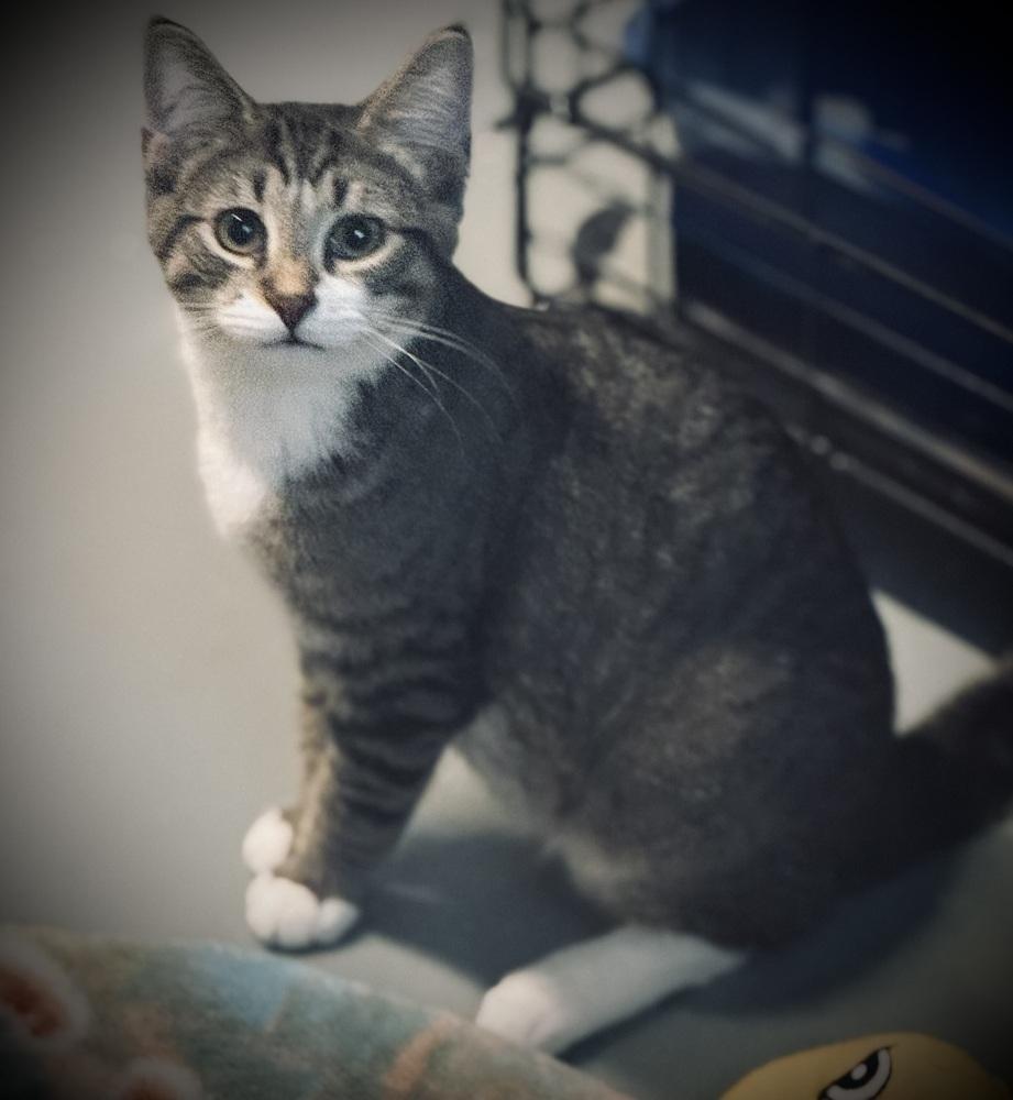 Wasabi, a Adoptable mixed breed in Jackson, GA image 3/3